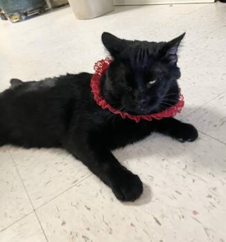 Domestic Short Hair Cats Available for Adoption in Dublin, Ohio - Pacino | PetCurious