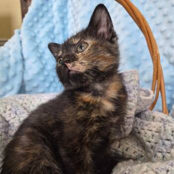 Kyoto -  Domestic Short Hair Cat for Adoption in Richmond, Kentucky - Kyoto | PetCurious