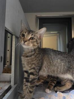 Camry -  Domestic Short Hair Cat for Adoption in Rowlett, Texas - Camry | PetCurious