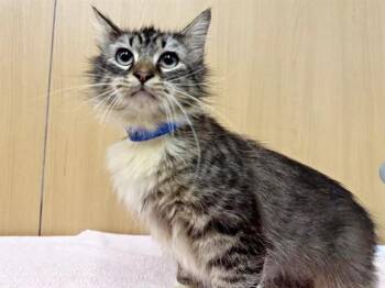 Domestic Medium Hair Cats Available for Adoption in Brentwood, Missouri - DARIAN | PetCurious