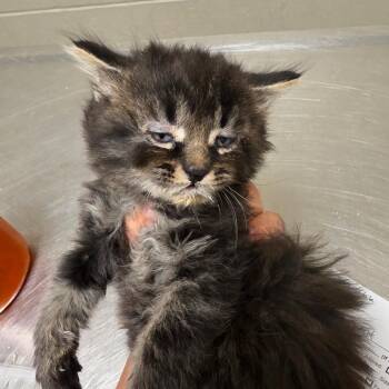 Kanji -  Domestic Medium Hair Cat for Adoption in Bristol, Indiana - Kanji | PetCurious