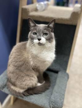 Domestic Short Hair Cats Available for Adoption in Toledo, Ohio - Ziva | PetCurious