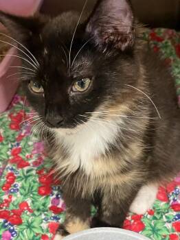 Pizza 2 (Sadie) -  Domestic Short Hair Cat for Adoption in Lunenburg, Massachusetts - Pizza 2 (Sadie) | PetCurious