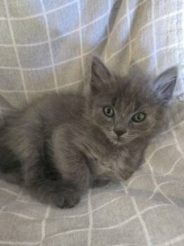 Ding bonded w/Dong -  Domestic Medium Hair Cat for Adoption in San Jose, California - Ding Bonded W/Dong | PetCurious