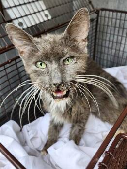 CATALINA -  Domestic Short Hair Cat for Adoption in San Antonio, Texas - CATALINA | PetCurious