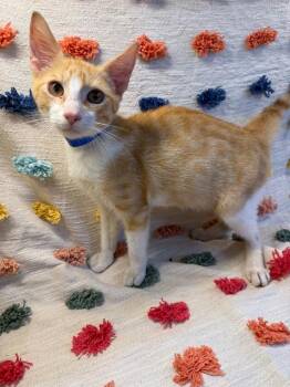 Raven PA -  Domestic Short Hair Cat for Adoption in Denham Springs, Louisiana - Raven PA | PetCurious