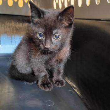 Mythos -  Domestic Short Hair Cat for Adoption in Lynchburg, Virginia - Mythos | PetCurious