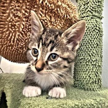 Lilly -  Tabby Cat for Adoption in Rutherfordton, North Carolina - Lilly | PetCurious