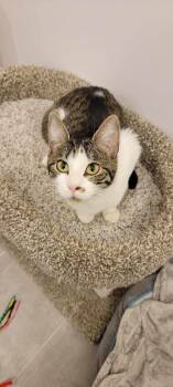 Rescue Domestic Short Hair Cats for Adoption in Manchester, Connecticut - Laverne | PetCurious