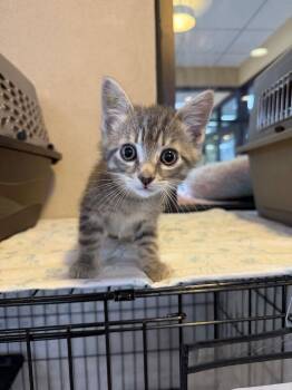 Domestic Short Hair Cats Available for Adoption in Cincinnati, Ohio - Gosling | PetCurious