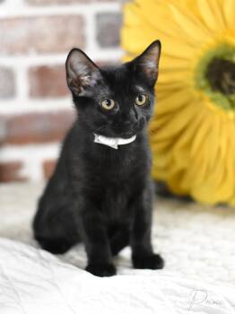 Domestic Short Hair Cats Available for Adoption in Conroe, Texas - Prince (Night Sky Litter) | PetCurious