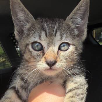 Amethyst -  Domestic Short Hair Cat for Adoption in Klamath Falls, Oregon - Amethyst | PetCurious