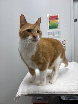 Rajah -  Domestic Short Hair Cat for Adoption in Kansas City, Missouri - Rajah | PetCurious