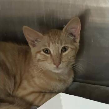 Moo Cow -  Domestic Short Hair Cat for Adoption in Austin, Texas - Moo Cow | PetCurious