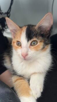 Domestic Short Hair Cats Available for Adoption - Ivy | PetCurious