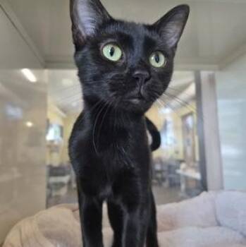 LETTI -  Domestic Short Hair Cat for Adoption in Fernandina Beach, Florida - LETTI | PetCurious