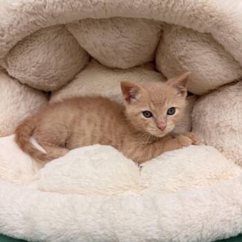 Lego -  Domestic Short Hair Cat for Adoption in Waterloo, Iowa - Lego | PetCurious