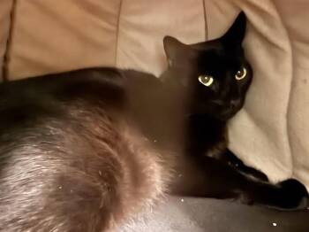 CLAUDE -  Domestic Short Hair Cat for Adoption in Sarasota, Florida - CLAUDE | PetCurious