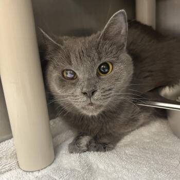 Luna -  Domestic Medium Hair Cat for Adoption in Indianapolis, Indiana - Luna | PetCurious