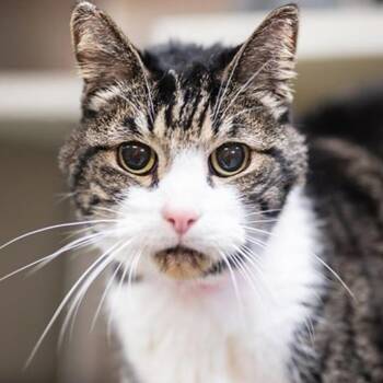 Rescue Domestic Short Hair Cats for Adoption in Lakewood, Colorado - Apollo | PetCurious