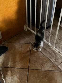 Darlin -  Domestic Short Hair Cat Available for Adoption in Snyder, Texas - Darlin | PetCurious