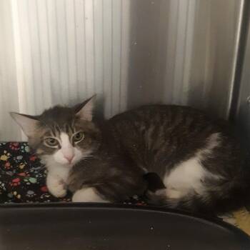 Domestic Short Hair Cats Available for Adoption - Theodore | PetCurious