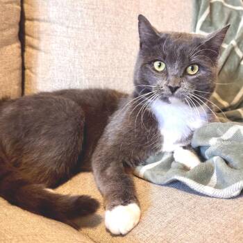 Domestic Short Hair Cats Available for Adoption - Frank Jr. | PetCurious