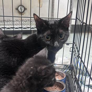 Raluna -  Domestic Short Hair Cat for Adoption in Philadelphia, Pennsylvania - Raluna | PetCurious