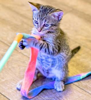 Rotini -  Domestic Short Hair Cat for Adoption in Green Valley, Arizona - Rotini | PetCurious