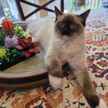 Willow -  Ragdoll Cat for Adoption in Lee