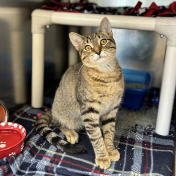 August -  Domestic Short Hair Cat for Adoption in Fargo, North Dakota - August | PetCurious