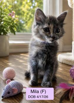 Mila -  Domestic Medium Hair and Dilute Tortoiseshell Cat for Adoption in Vacaville, California - Mila | PetCurious