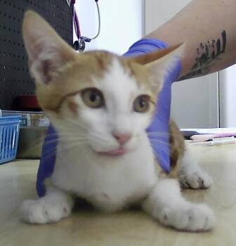Bangor -  Domestic Short Hair Cat for Adoption in Dayton, Minnesota - Bangor | PetCurious