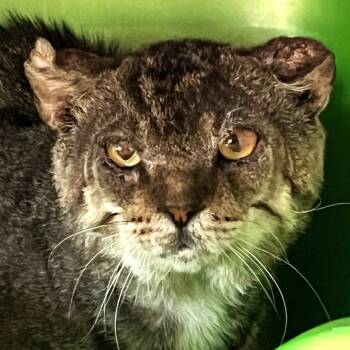 Grizzly -  Domestic Short Hair Cat for Adoption in Sarasota, Florida - Grizzly | PetCurious
