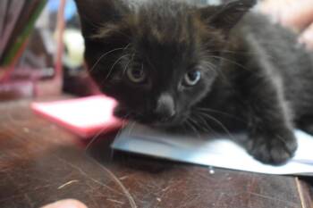 Mama Cat K4 -  Domestic Short Hair Cat for Adoption in Pahrump, Nevada - Mama Cat K4 | PetCurious
