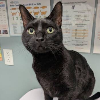 Midnight -  American Shorthair Cat for Adoption in New Castle, Delaware - Midnight | PetCurious