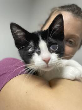 Lightning -  Tuxedo Cat for Adoption in Tampa, Florida - Lightning | PetCurious