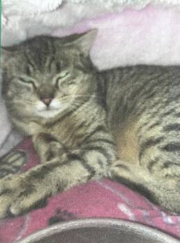 Thurman Freeport -  Domestic Short Hair Cat for Adoption in Westbury, New York - Thurman Freeport | PetCurious