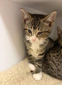 Gina -  Domestic Short Hair Cat for Adoption in Liverpool, New York - Gina | PetCurious