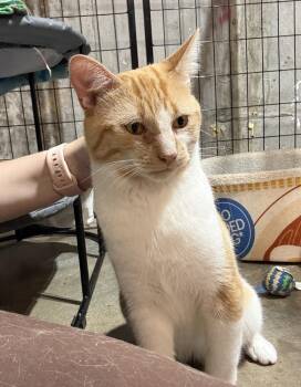 Lolo -  Domestic Short Hair Cat for Adoption in Bolton, Connecticut - Lolo | PetCurious