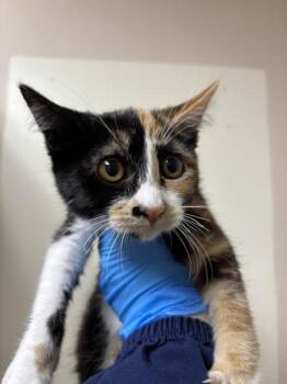 Tutti Frutti -  Domestic Short Hair Cat for Adoption in Sherwood, Oregon - Tutti Frutti | PetCurious