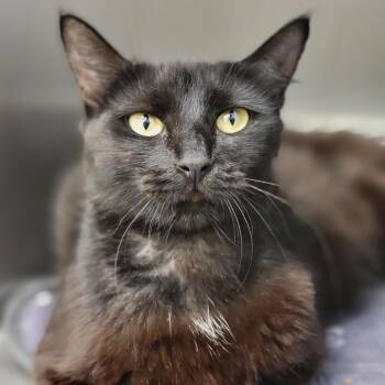 Juneberry -  Domestic Medium Hair Cat for Adoption in Sarasota, Florida - Juneberry | PetCurious