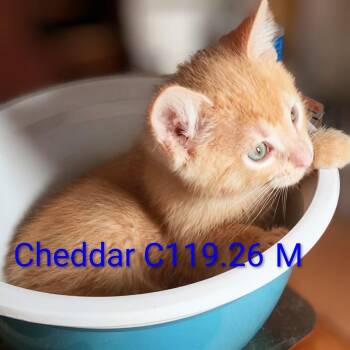 Foster Cheddar -  Domestic Short Hair Cat for Adoption in Batavia, New York - Foster Cheddar | PetCurious