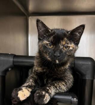 Dhermi -  Domestic Short Hair Cat for Adoption in Fort Lupton, Colorado - Dhermi | PetCurious