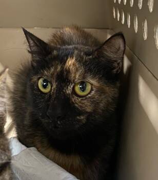 Rescue Domestic Short Hair Cats for Adoption in Trenton, New Jersey - Evelyn | PetCurious