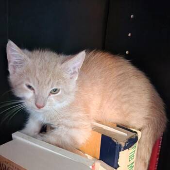 Chili -  Domestic Short Hair Cat Available for Adoption in Normal, Illinois - Chili | PetCurious