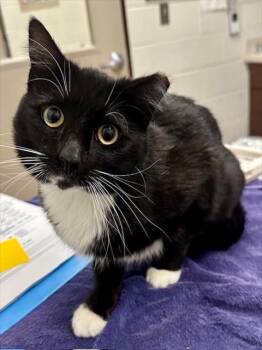 Domestic Short Hair Cats Available for Adoption - BLAKE | PetCurious