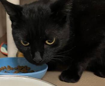 KRIMZE -  Domestic Short Hair Cat for Adoption in Boston, Massachusetts - KRIMZE | PetCurious
