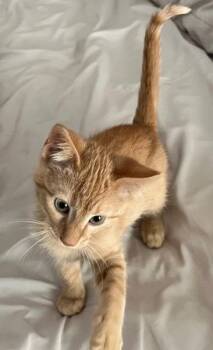 Axl Rose -  Domestic Short Hair Cat for Adoption in Cumming, Georgia - Axl Rose | PetCurious