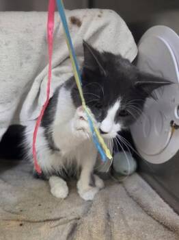 MGM Grand -  Domestic Medium Hair and Domestic Short Hair Cat for Adoption in Westland, Michigan - MGM Grand | PetCurious